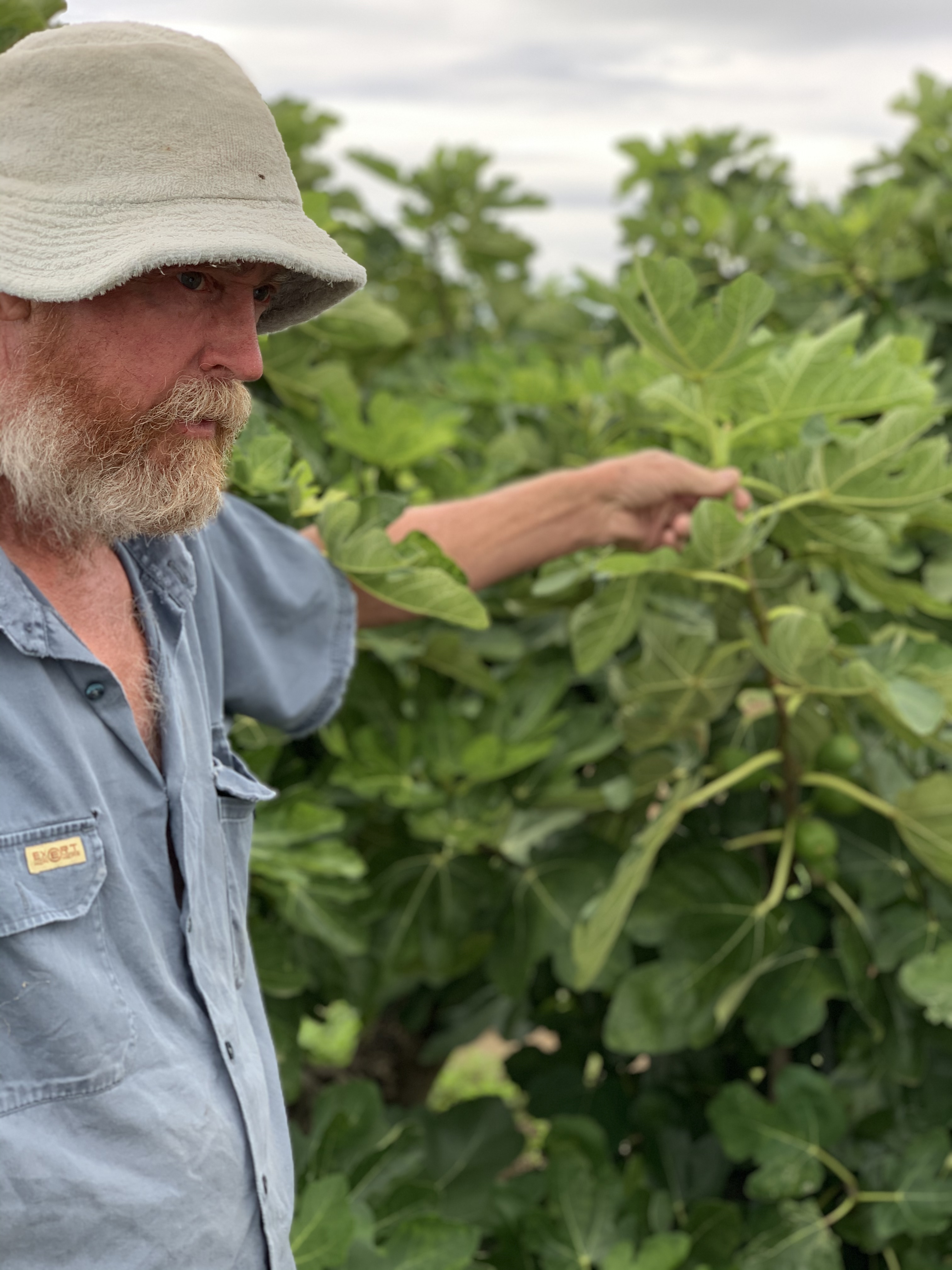 farmer showing fig tree