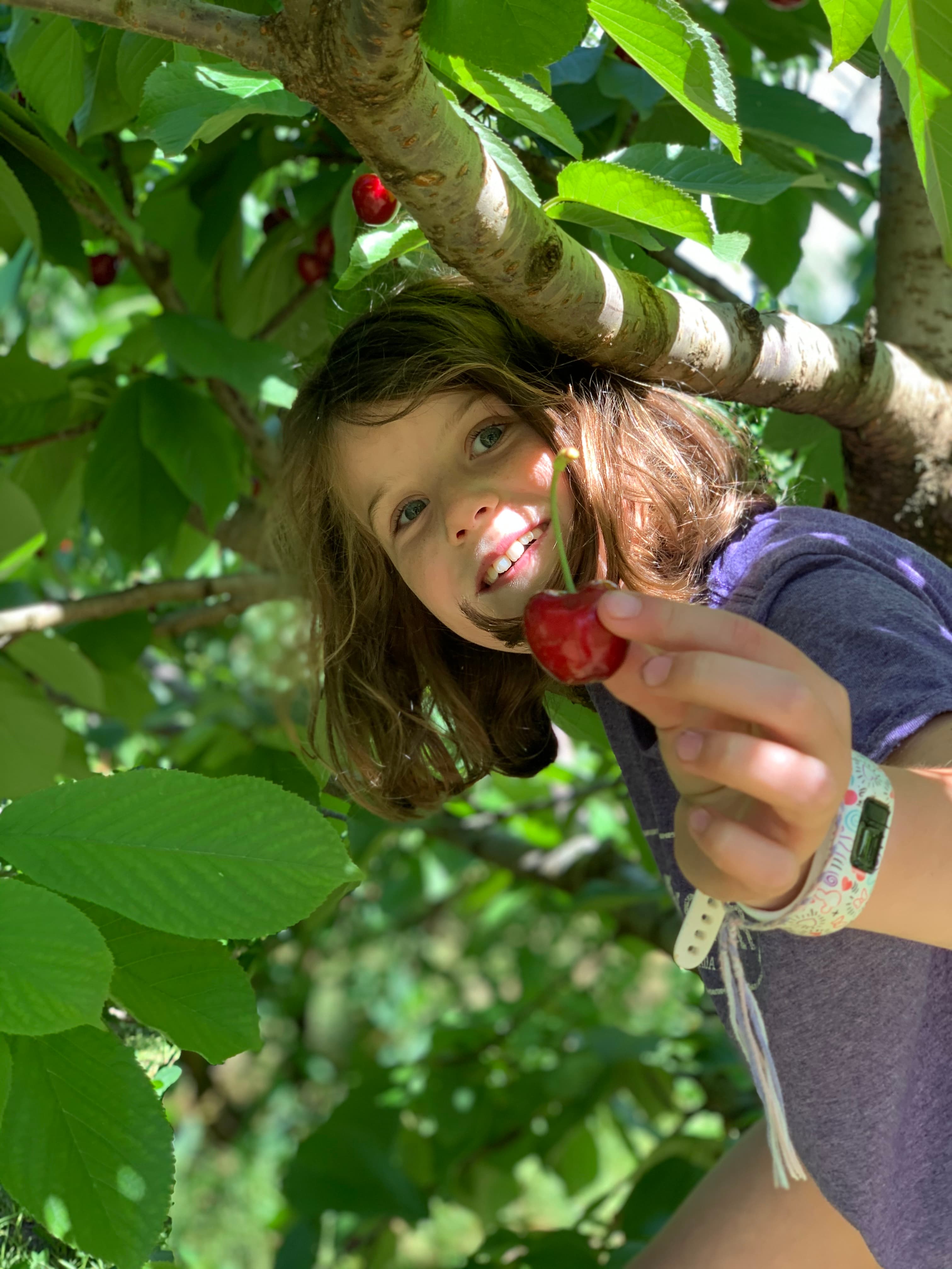 young girl in tree dolding cherry